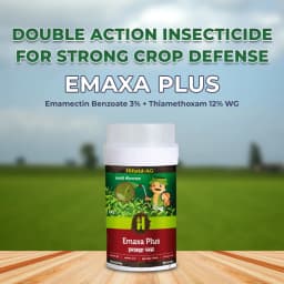 Hifield Ag Emaxa Plus Emamectin Benzoate 3% + Thiamethoxam 12% WG Insecticide, For Control of Mosquito Bug, Tea Looper and Stem Borer 2