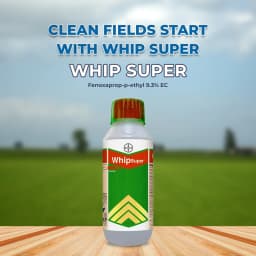 Bayer Whip Super - Fenoxaprop-p-ethyl 9.3% EC , It is a Post-Emergent Herbicides 2