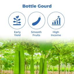 Sagar Rasili F1 Hybrid Bottle Gourd Seeds, High Yield, Dark Green, Suitable For Both Kharif and Zaid Seasons 3