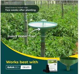 Gaiagen Diamondback Moth Pheromone Lure for Plutella xylostella, IMO Certified. 4