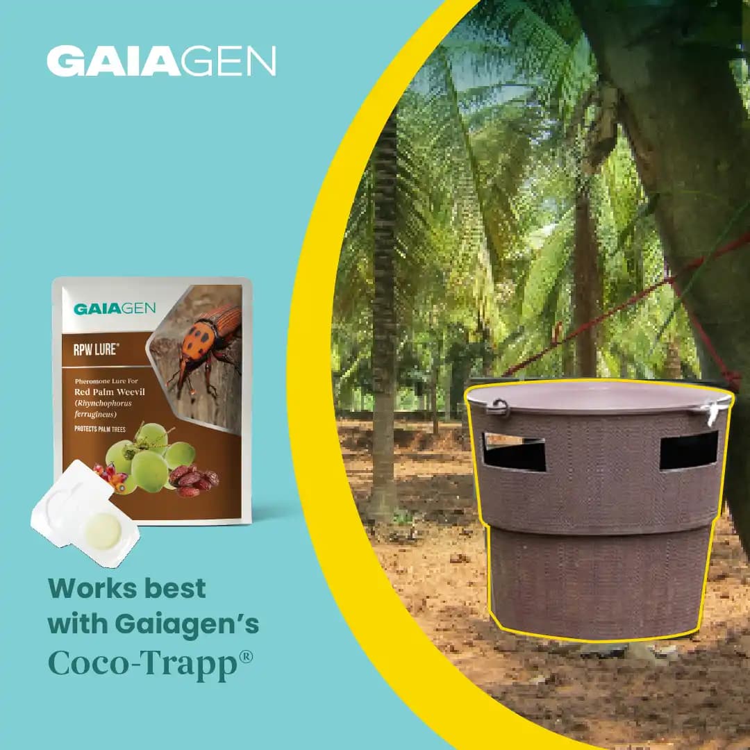 गाइएजेन आरपीडब्ल्यू फेरोमोन ल्योर और कीट बाल्टी जाल, लाल ताड़ सुंडी (राइन्कोफोरस फेरूजीनियस) के लिए, आईएमओ प्रमाणित - Image 3