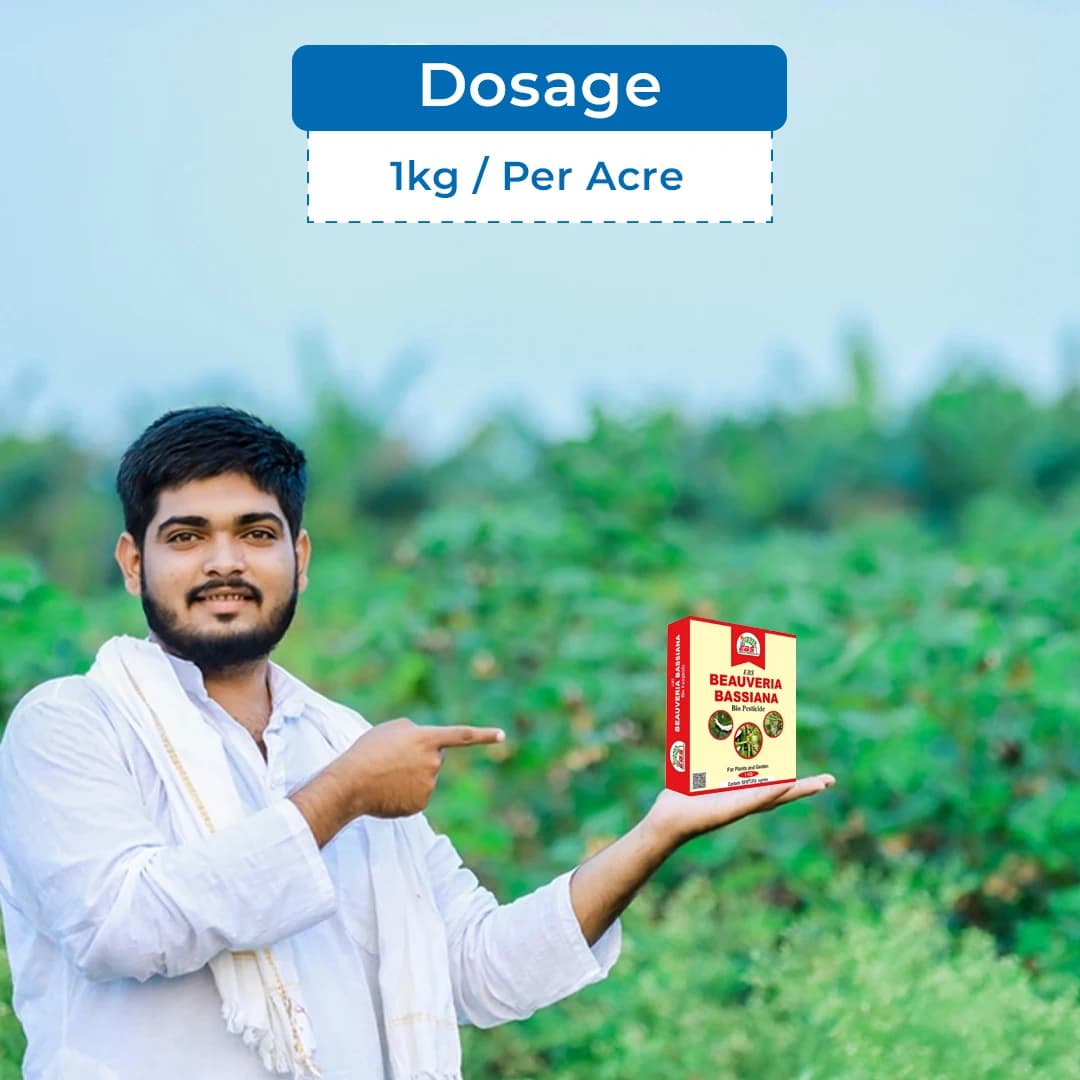 ईबीएस ब्यूवेरिया बसियाना जैव कीटनाशक, सभी पौधों, फसलों और होम गार्डन, नर्सरी के लिए उपयोगी. - Image 5