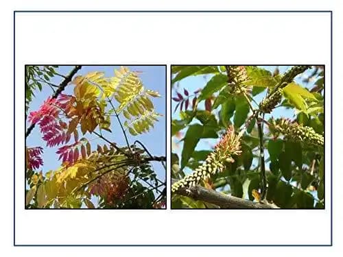 RK Seeds - Acrocarpus fraxinifolius, Pink Cedar Tree Seeds. one of the largest and fast growing timber trees in India. - Image 3