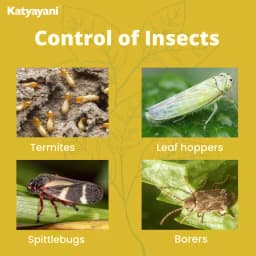 कात्यायनी ट्रिपल अटैक जैव कीटनाशक, वर्टिसिलियम लेकेनी, ब्योवेरिया बैसियाना और मेटारहिजियम एनीसोप्लिए का मिश्रण 3