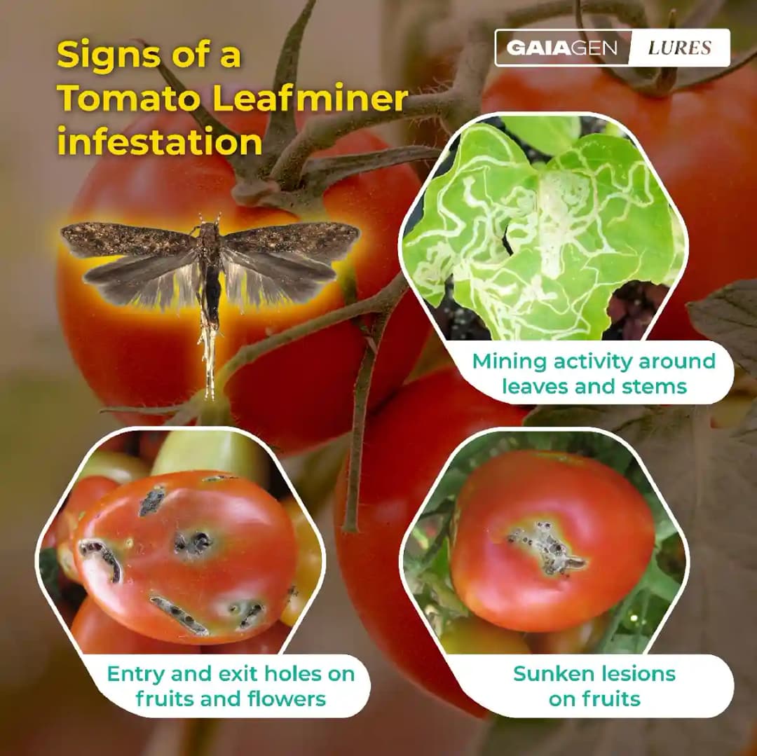 Gaiagen Pheromone Lure For Tomato Leafminer Tuta Absoluta And Insect Water Trap 1.6L, IMO Certified. - Image 9