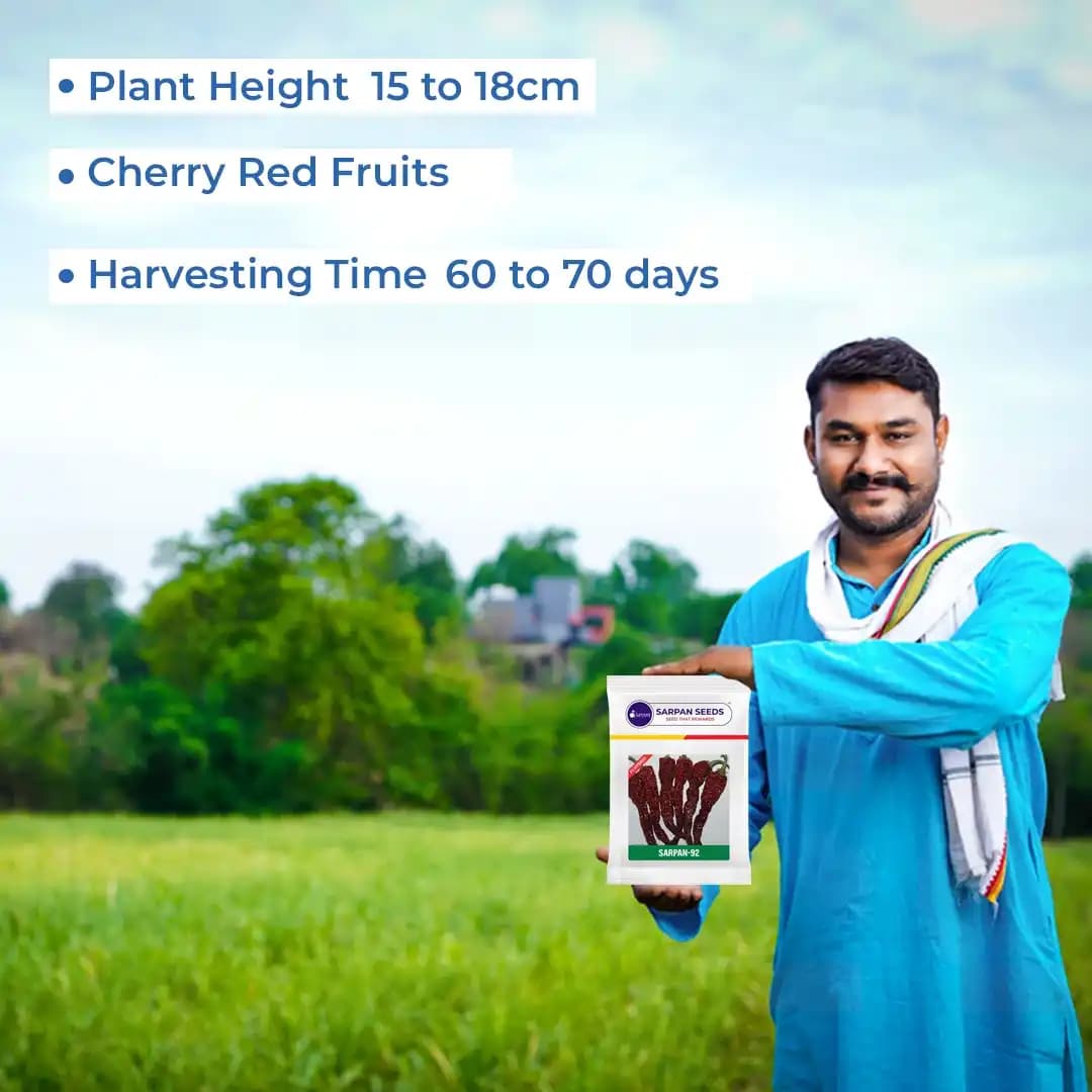 Sarpan F1- 92 Dabbi Byadgi Chilli seeds, Mirchi Ke Seeds, Marcha Na Bee, Mirchi ke Beej - Image 5