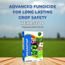 Coromandel HEXASTOP Thiophanate Methyl 70% WP Fungicide, Highly Effective In Controlling Fungal Diseases 2