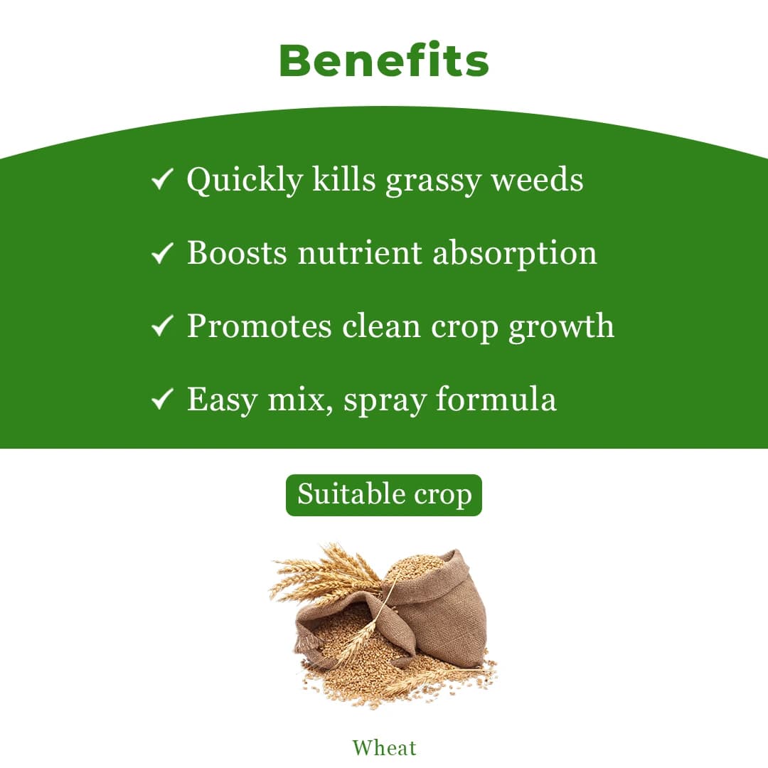 Adama Bazzal Pinoxaden 5.1% EC, Control Of Important Grass Weeds Like Phalaris Minor And Avena Ludoviciana In Wheat - Image 4