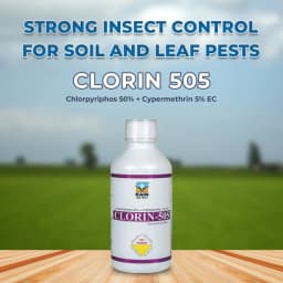 Clorin 505 - Chlorpyriphos 50% + Cypermethrin 5% EC Insecticide, Best Use Against Aphids, Jassids, Thrips, Whiteflies, Spotted, Pink Bollworm 2