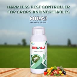 Miraj Botanical Extract - Special Solution for Whitefly and Green Jassid Control, Non-Toxic and Eco-Friendly 2
