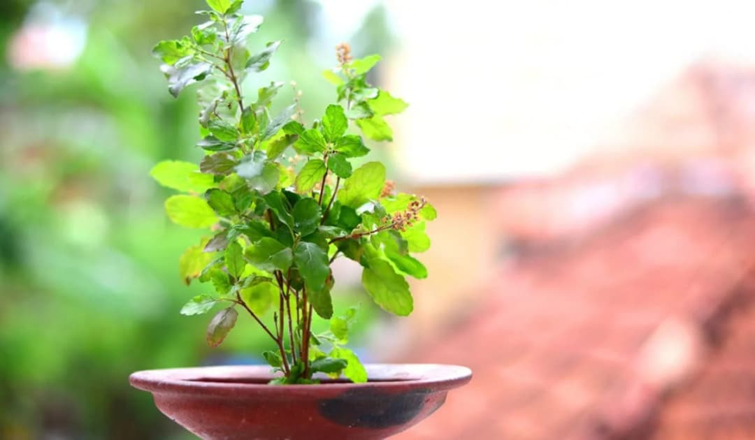 SRI SAI FORESTRY- Natural Tulsi Seed or Holy Basil Seeds, Indian Tulsi Plant Seeds, Flower Seeds - Image 6