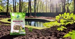 SRI SAI FORESTRY Natural Drumstick Seeds, Moringa Tree Seeds, Miracle Tree Seeds, Horseradish Tree Seed 9
