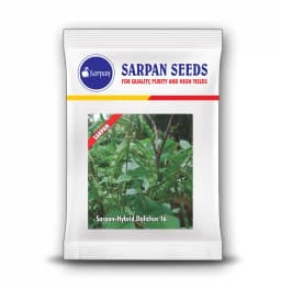 Sarpan Hybrid Dolichos -16 Bush for all Season, Excellent Germination Quality 2
