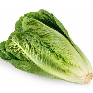 Urja Romain Lettuce Seeds, Grows In Tall Head of Sturdy Dark Green Leaves with Firm Ribs Down their Center