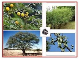 RK Seeds - Acacia Nilotica 100 g + Bamboo Seeds 50 g + Dendrocalamus Strictus 50 g + Tecoma Stans 100 g + Gliricidia Sepium 100 g (Pack of 5) 4
