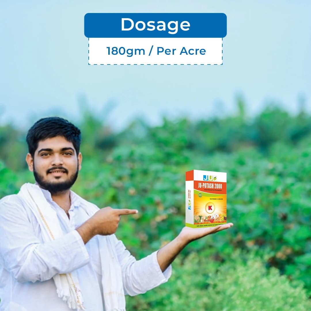 JU Potash 2000 Water Soluble Fertilizer, Which Is Derived From Rhodophytes Containing 20% of Organic Potash - Image 5