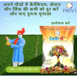 Privi Calsi-B Double Plus, Chelated Calcium And Boron Fertilizer For Enhanced Fruit Yield Supplement with Encapsulated Silicon 3