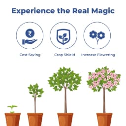 FLOWER MAGIC - Effective Flowering Stimulant and Enhancer, Combination Of N.B, Emulsifier, and Fulvic Acid 3