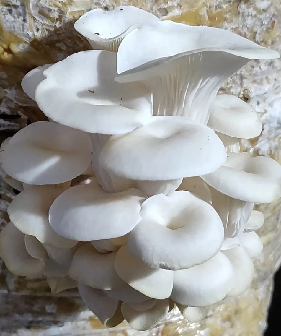 SporeKart White Oyster Mushroom Spawn, Seed White Color With Silky Surfaces - Image 2