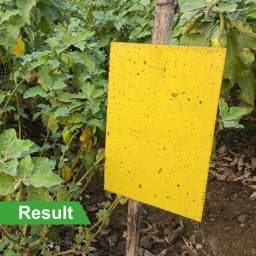 HEDO Eco A4 Size Yellow Sticky Trap For The Insects, Best For Organic Vegetable And Fruits Farming Pest Control 4