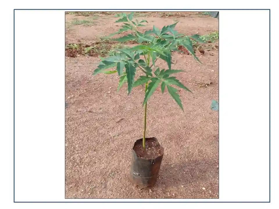 Melia Dubia - Malabar Neem - Live Plants - 1 Ft Height, Fast Growing Trees. - Image 3