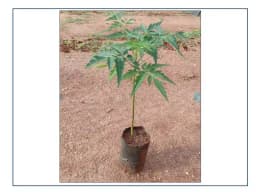 Melia Dubia - Malabar Neem - Live Plants - 1 Ft Height, Fast Growing Trees. 3