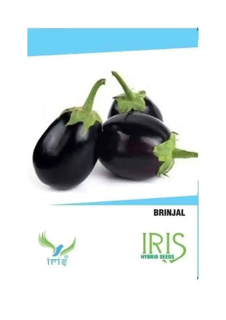 Iris Brinjal Seeds - (Eggplant Seeds) Best For Terrace Or Balcony