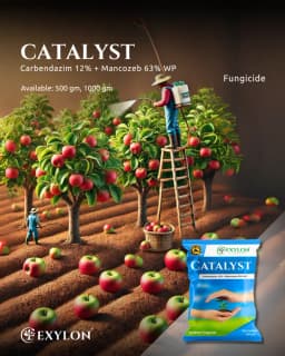 Exylon Catalyst Carbendazim 12% + Mancozeb 63% WP Fungicide, Broad-Spectrum, Fungal Disease Control 2