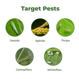BACF Leemdo Neem Oil Azadirectin 1500 PPM 0.15% , Systemic and Contact Insecticides. 3