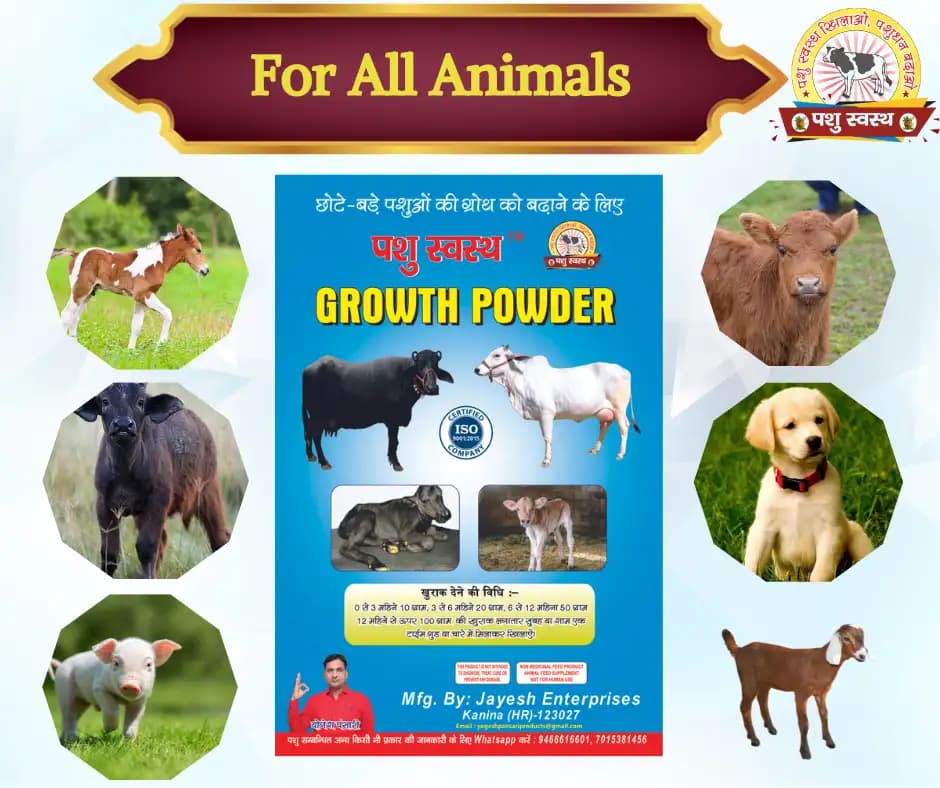 PASHU SVASTH Growth Powder, Animal Growth And Increase Body Weight Of Calves, Heifers And Small Animals, Natural Herbs Formula - Image 2