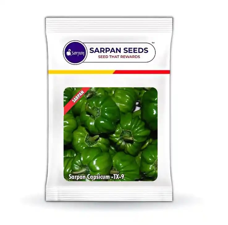 Sarpan F1 Hybrid TX9 Capsicum Seeds. Prolific Bearer with Medium Size Fruits.