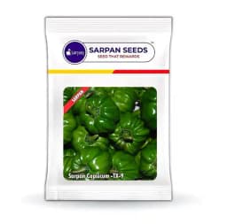 Sarpan F1 Hybrid TX9 Capsicum Seeds. Prolific Bearer with Medium Size Fruits. 3