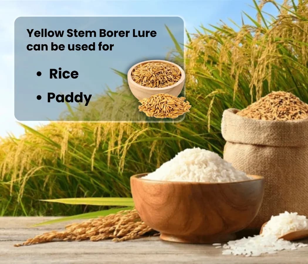 चिपकू फेरोमोन ट्रैप फनल स्क्रिप्टोफैगा इनसर्ट्यूलस ल्यूर के साथ कीट, पतंगे पीले चावल तना छेदक (वाईएसबी) और बैंगन फल और तना छेदक पतंगे को पकड़ने के लिए - Image 4