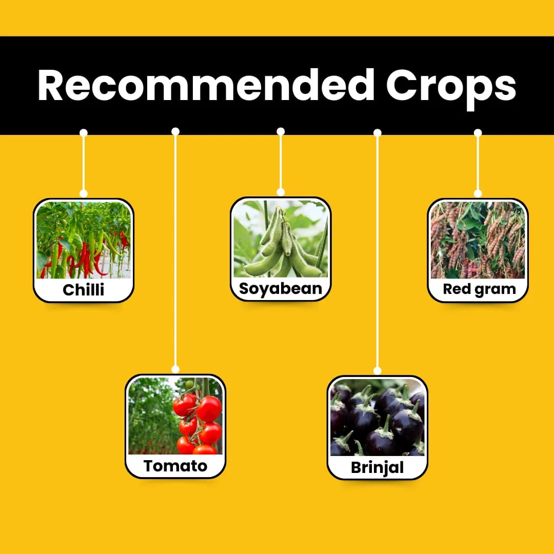 Katyayani OUTBURST Broflanilide 300 GL SC Insecticide, Effective Control Pests In Multiple Crops - Image 4