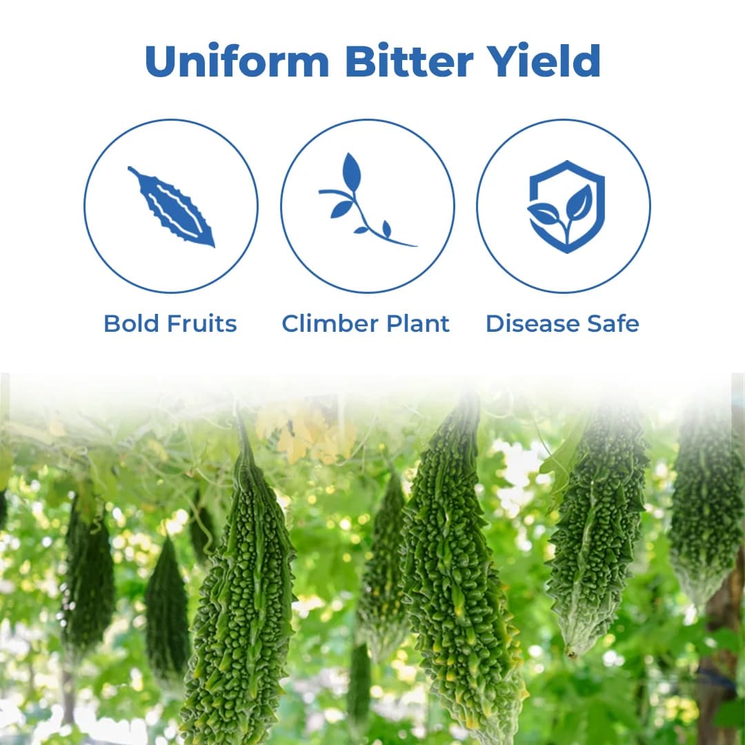 जिवित हाइब्रिड एफ1 जेएस 7748 करेले के बीज। तीव्र बत्ती की बूंद जैसे फल, गहरे हरे रंग के साथ - Image 3