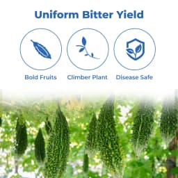 जिवित हाइब्रिड एफ1 जेएस 7748 करेले के बीज। तीव्र बत्ती की बूंद जैसे फल, गहरे हरे रंग के साथ 3