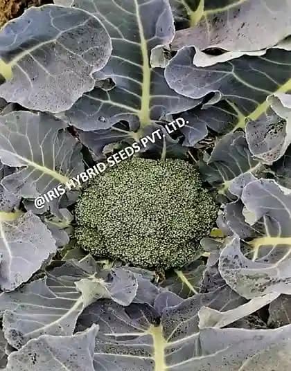 आईरिस हाइब्रिड सब्जियों के बीज, एफ1 हाइब्रिड ब्रोकोली काली-09, उत्कृष्ट अंकुरण - Image 4