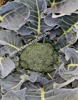 आईरिस हाइब्रिड सब्जियों के बीज, एफ1 हाइब्रिड ब्रोकोली काली-09, उत्कृष्ट अंकुरण 4