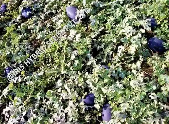 Iris Hybrid Fruit Seeds F1 Hybrid Watermelon Shahenshah, Dark Blackish Color - Image 4