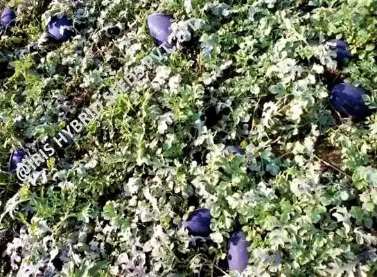 Iris Hybrid Fruit Seeds F1 Hybrid Watermelon Shahenshah, Dark Blackish Color