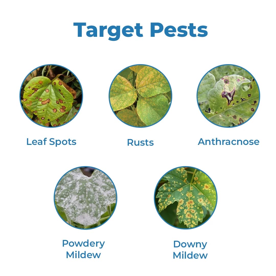 Exylon Catalyst Fungicide - Carbendazim 12% + Mancozeb 63% WP - Image 3