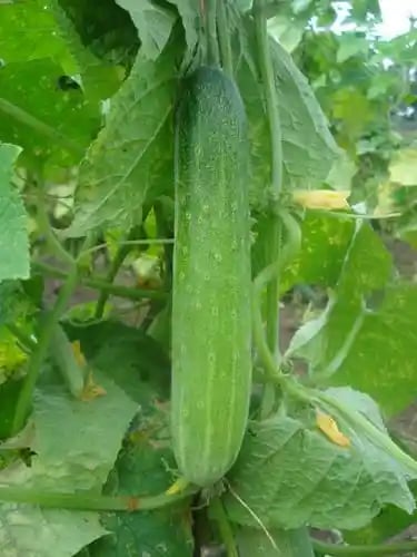 Urja F1 Hybrid US 9090 (Light Green) Cucumber Seeds, Best In Germination