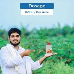 Coromandel Prachand Cyclaniliprole 10% DC Insecticide, Paddy Stemborer & Leaf Folder Control 5