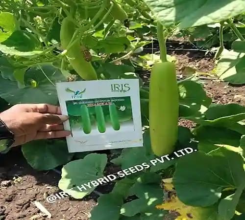 Iris Hybrid Vegetable Seeds F1 Hybrid Bottle Gourd Jhankar (Long), Lauki Ke Beej - Image 4