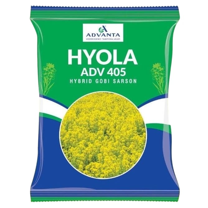 Advanta HYOLA ADV 405 F1 Hybrid Mustard Seeds, High Oil Content - Image 2