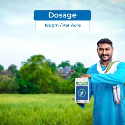 UPL Jhatka Clodinafop Propargyl 15% WP, Herbicide For Control In Most Of The Important Grass Weeds In Wheat 5