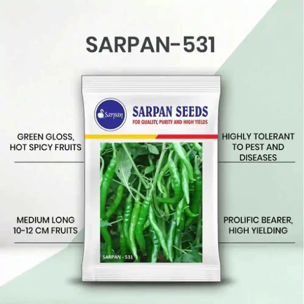Sarpan - 531 F1 Hybrid Chilli Seeds, Dark Green Glossy Fruits, Dual purpose chilli (Fresh Green & Dry red) - Image 1