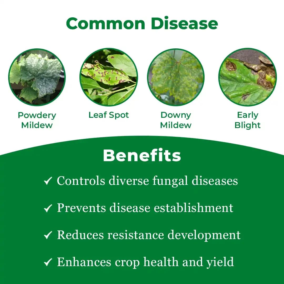 रेनज़ेब - एम45 मैन्कोज़ेब 75% WP फफूंदनाशक, भूरा और काला जंग, पत्ती का झुलसा, ब्लास्ट, पत्ती का धब्बा, प्रारंभिक झुलसा, टिप रोट को नियंत्रित करता है - Image 3