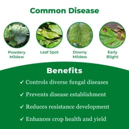 RAINZEB - M45 Mancozeb 75% WP Fungicide, Control Brown And Black Rust, Leaf Blight, Leaf Blight, Downy Mildew, Blast, Leaf Spot, Early Blight, Tip Rot 3