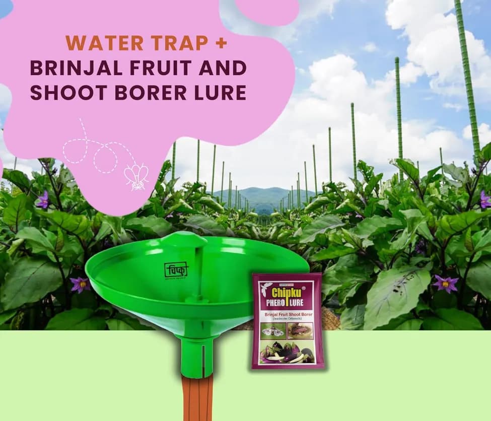 Chipku Pheromone Water Trap With Leucinodes Orbonalis Lure To Catch Brinjal Fruit Shoot Borer Insect, Moth. Useful in Brinjal & Egg Plant - Image 3